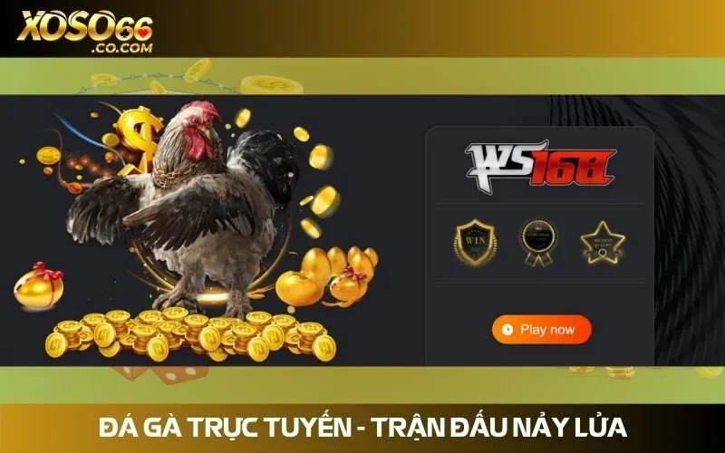Đem đến các trận đấu chọi gà mãn nhãn với nhiều kèo cược hấp dẫn
