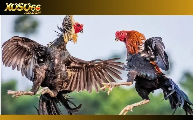 Sảnh đá gà trực tuyến mang đến trải nghiệm giải trí hoàn toàn khác biệt